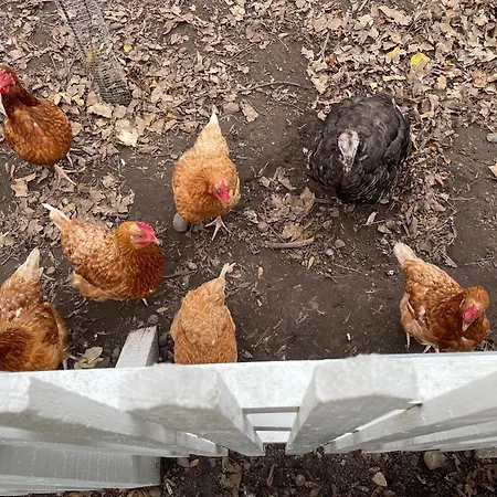 Seneberg - For Rent *