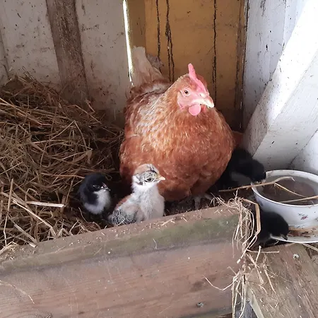 Ubytování v soukromí Seneberg - For Rent *