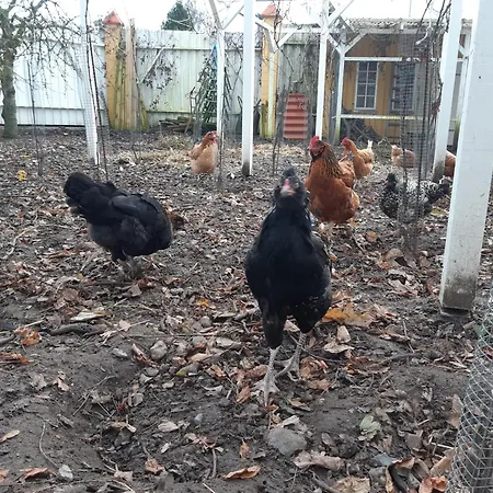 Seneberg - For Rent *