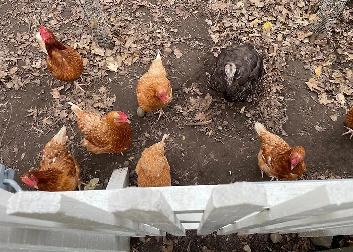 Seneberg - For Rent *