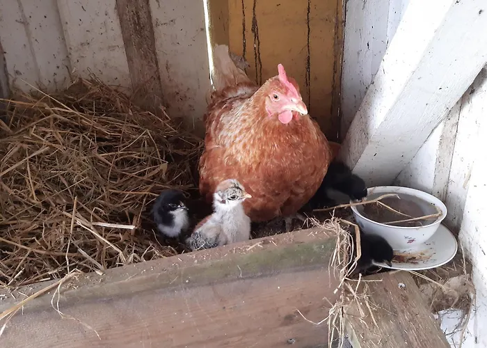 Ubytování v soukromí Seneberg - For Rent *