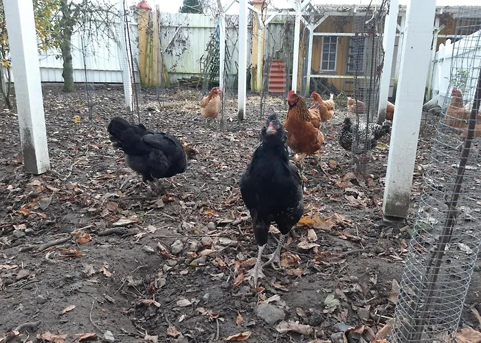 Seneberg - For Rent *